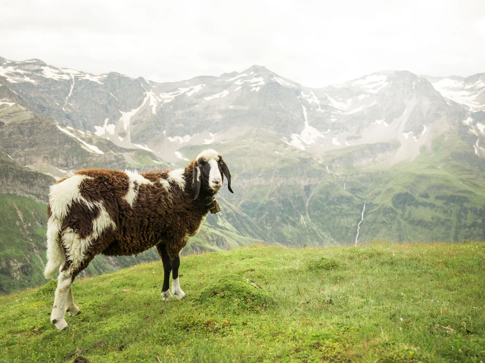GRETI in Bad Hofgastein: dein alpines Boutique Hotel