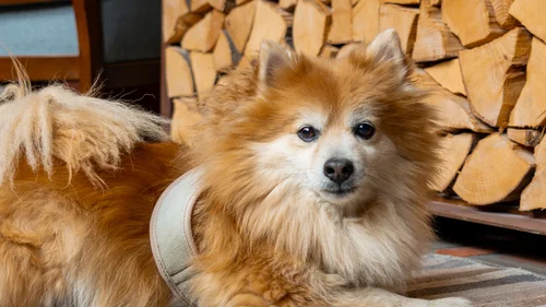 GRETI in Bad Hofgastein: dein alpines Boutique Hotel